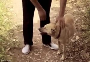 Συγκλονιστικό: Σκύλος έσωσε μωρό το οποίο είχαν θάψει ζωντανό (video)