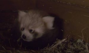 Βερολίνο: Γεννήθηκε κόκκινο panda (video)