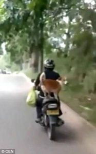 Σκύλος… ο καλύτερος συνοδηγός σε μηχανάκι (video)