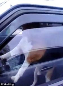 Σκύλος χτυπάει την κόρνα του αυτοκινήτου ενώ περιμένει το αφεντικό του (video)