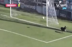 Ένας σκύλος σαν τερματοφύλακας