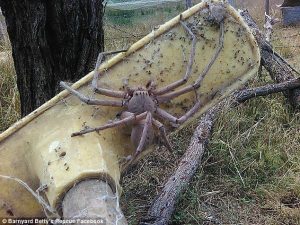 Αυτή η αράχνη θα σε ανατριχιάσει με το μέγεθός της (pics)