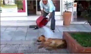 Θυμάστε το τραγικό περιστατικό με το μπουγέλωμα του σκύλου; Δεν φαντάζεστε την εξέλιξη της υπόθεσης