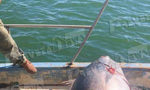 Στην Πρέβεζα ψάρεψαν ένα… τέρας – Οι φωτογραφίες που κόβουν την ανάσα