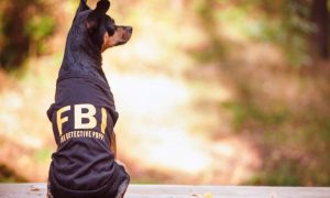 Τα 4 πιο ακίνδυνα ζώδια σύμφωνα με το FBI