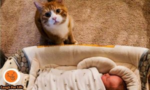 Ξεκαρδιστικό βίντεο: Όταν η γάτα κάνει babysitting στο μωρό