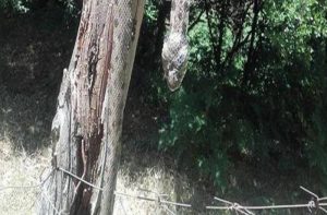 Σοκ: Φίδι 2,5 μέτρων προκάλεσε τρόμο στα Άγραφα (photo)