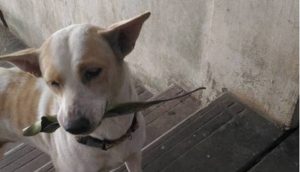 Αδέσποτο κουτάβι εμφανίζεται κάθε μέρα με ένα φύλλο – Δεν πάει το μυαλό σας γιατί! (video+pics)