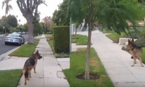 Σκύλος φρικάρει μόλις καταλαβαίνει ότι το αφεντικό του δεν βρίσκεται πια από πίσω του (video)