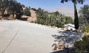 Κροταλίας πάει να τσιμπήσει σκίουρο – Η τρομερή αντίδρασή του (photos+video)