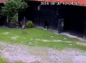 Η… πονηρή αλεπού πήγε στο κοτέτσι, αλλά εκεί την περίμενε μια έκπληξη… (video)