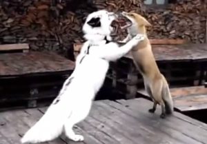 Ξεκαρδιστικό: Τανγκό για… αλεπούδες! (video)