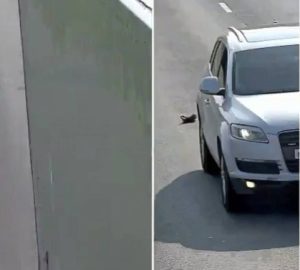 Τριάντα αυτοκίνητα περνάνε πάνω από γατάκι σε αυτοκινητόδρομο χωρίς να το χτυπήσουν μέχρι που το εντόπισε ένας οδηγός (vid)