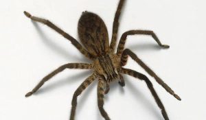 Πώς μπορεί μια αράχνη να σε κάνει να μετακομίσεις (video)