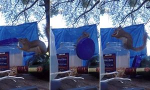 Έξυπνος σκίουρος ανοίγει κουτί με φυστίκια (vid)