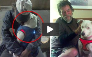 Αστεγος ψάχνει «σπίτι» για το σκύλο του, λίγο πριν ο ίδιος πεθάνει από καρκίνο (video)