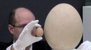 Αυτό είναι το μεγαλύτερο και το πιο ακριβό αυγό που έχει βρεθεί ποτέ στη γη (video)