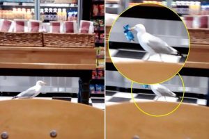 Γλάρος κλέβει από κατάστημα πατατάκια (video)