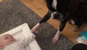 Bulldog, κάνει νεογέννητο μωρό να ξεκαρδιστεί στα γέλια ! (video)