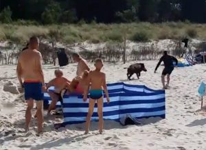 Αγριογούρουνο βγαίνει από τη θάλασσα τραυματίζοντας τους λουόμενους (video)