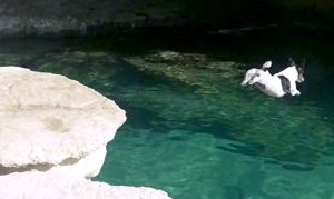 Απίθανος σκύλος τρελαίνεται να κάνει… βουτιές από βράχους στη θάλασσα (video)
