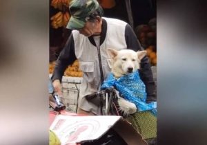 Τους έπιασε η βροχή στο δρόμο! Και έκανε τα πάντα για να προστατεύσει τον σκύλο του (Video)
