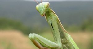 Το λέμε «Αλογάκι της Παναγίας» αλλά καμία σχέση με την πραγματικότητα (video)