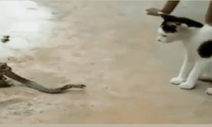 Viral Video: Φίδι τσακώνεται με γάτα ενώ το καταπίνει ένας βάτραχος