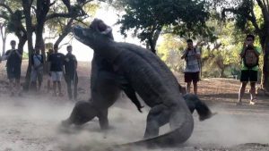 “Oμηρική” μάχη από δύο δράκους του Comodo ! (video)