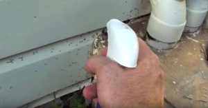 Μόλις δείτε τι κάνει για να απαλλαγεί από τα μυρμήγκια θα το δοκιμάσετε και εσείς!