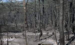 Πολλοί μιλούν για θαύμα: Αθικτο εκκλησάκι στον πύρινο όλεθρο της Δαδιάς (vid)