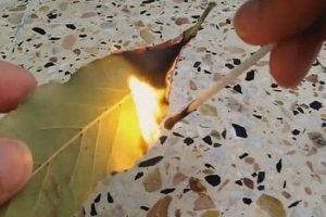 Κάψτε ένα φύλλο δάφνης στο σπίτι σας – Ο λόγος θα σας τρελάνει!