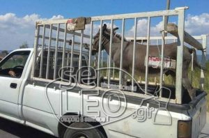 Άνδρας πουλάει τον γάιδαρό του και τον περιφέρει με το αγροτικό στους δρόμους (photos)
