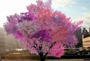 Το πιο… τρελό δέντρο της γης, παράγει 40 διαφορετικά φρούτα (Video)
