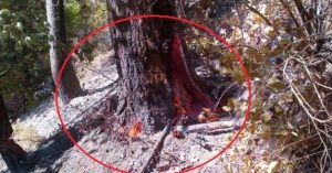 Δείτε το «δέντρο του Διαβόλου» (video)