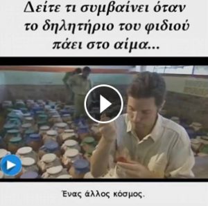 Δείτε τι συμβαίνει όταν το δηλητήριο του φιδιού μπαίνει στο αίμα! (vid)