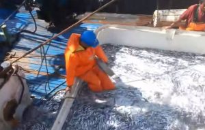 Σήκωσαν τα δίχτυα τους και έπαθαν σοκ! Δεν έχετε ξαναδεί τέτοια ψαριά… (Video)