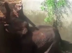 Επιχείρηση διάσωσης νεογέννητου ελέφαντα που παγιδεύτηκε σε χαντάκι (video)
