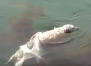 Απίστευτη μάχη χταποδιού με… φώκια (video)