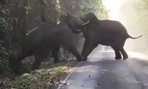 Αγρια μονομαχία αρσενικών ελεφάντων (Video)