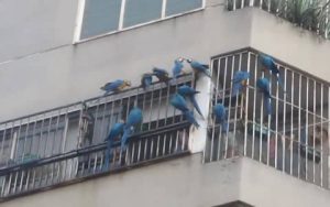 Απρόσμενοι… επισκέπτες ομόρφυναν μια ολόκληρη γειτονιά (video)