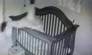 Απίστευτη τούμπα: Προσπάθησε να βάλει το εγγόνι της στην κούνια – Δείτε τι συνέβη