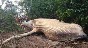 Σοκάρει το θέαμα: Νεκρή φάλαινα βρέθηκε, στη ζούγκλα του Αμαζονίου! (video)