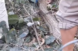 Δεν πίστευαν στα μάτια τους! Είναι αυτό το μεγαλύτερο φίδι στον κόσμο; (video)
