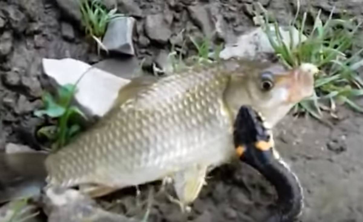Φίδι παίρνει το ψάρι... σηκωτό (video)