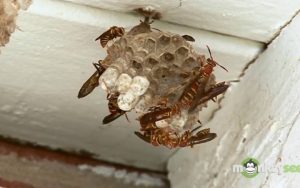 Προσοχή: Αν δείτε αυτή τη φωλιά στο σπίτι σας, μην κάνετε ποτέ αυτή την κίνηση (video)