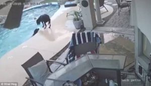 Σκύλος έσωσε το φίλο του από πνιγμό (video)