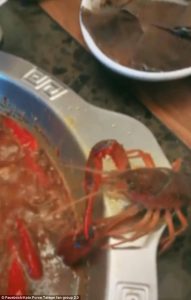Καραβίδα δραπέτευσε λίγο πριν τη μαγειρέψουν (video)
