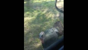 Τρελή επίθεση… γαλοπούλας σε αυτοκίνητο (video)