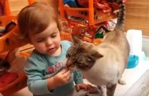 Κοριτσάκι ταΐζει γάτα με… λάθος τρόπο (video)